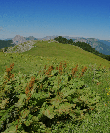 Prašuma Perućica